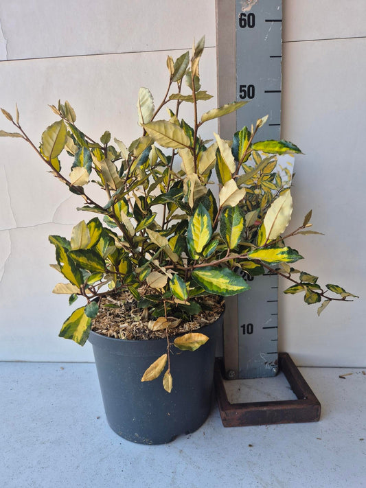 Elaeagnus pun. Maculata 55cm 23cm Pot