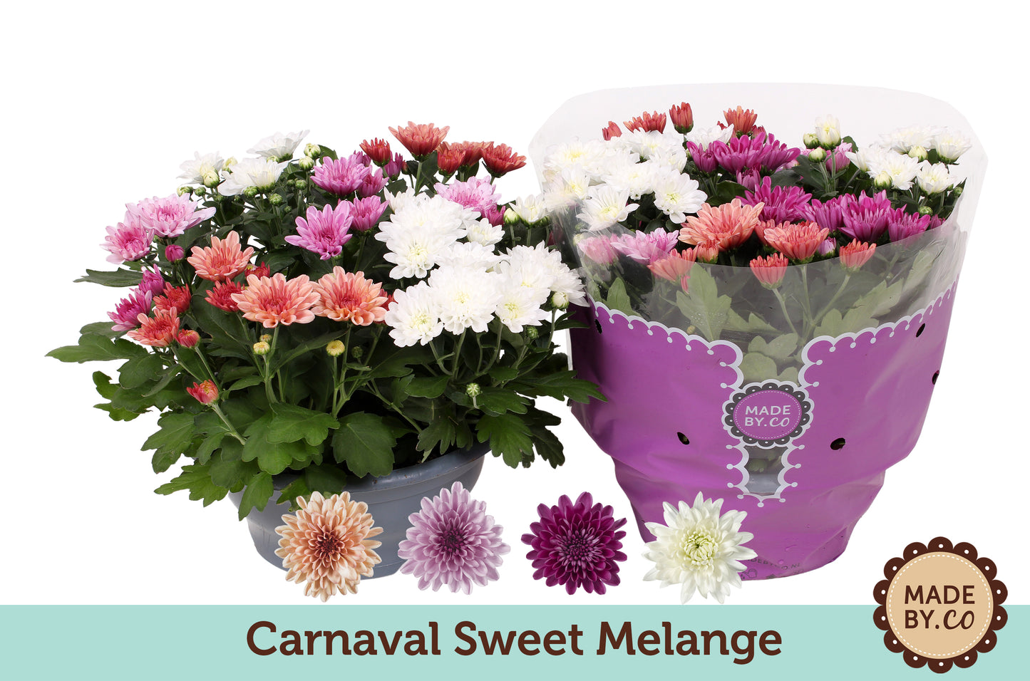 Chrysanthemum Mount Aubisque carnaval 27cm 23cm Pot