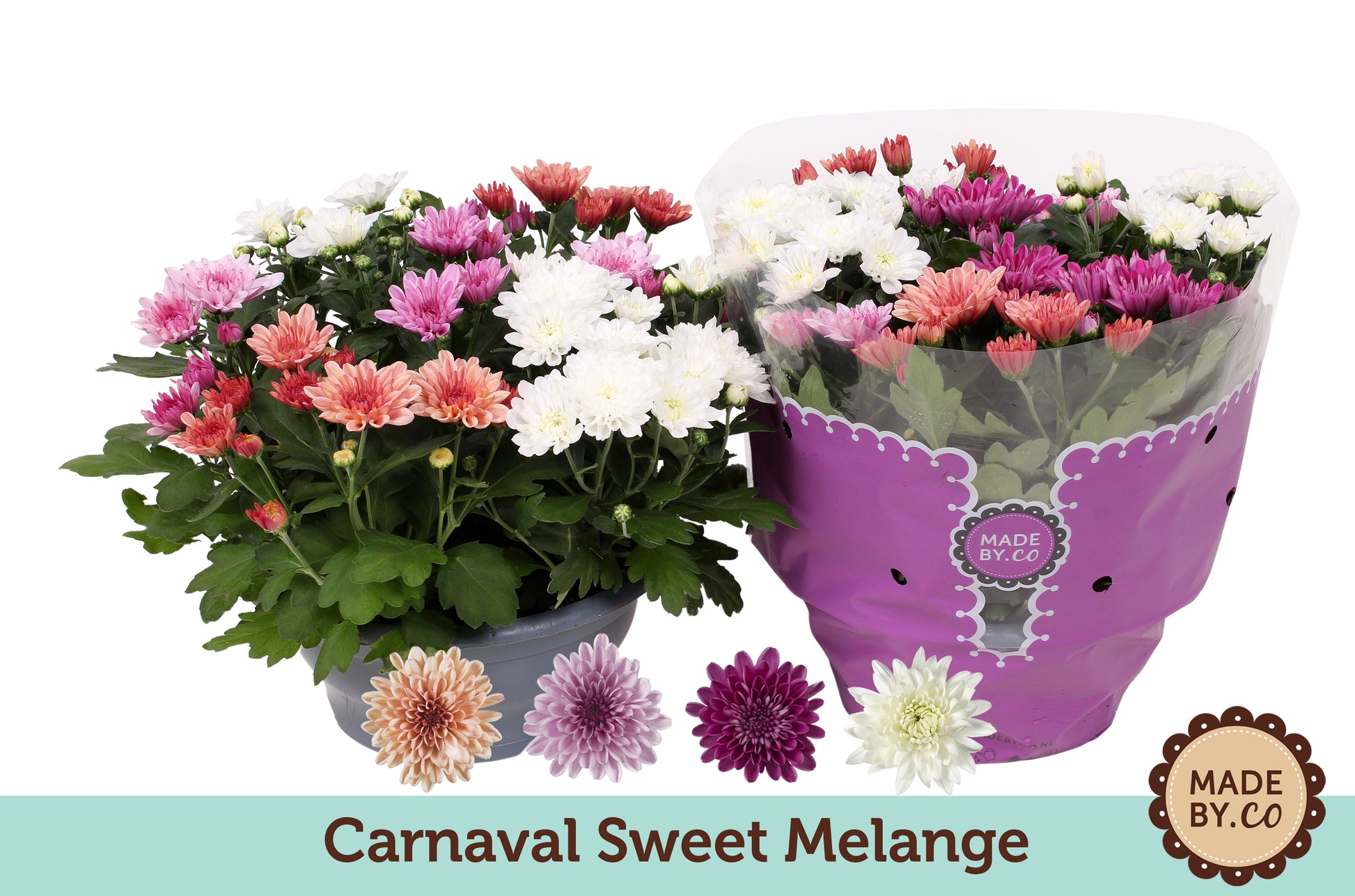 Chrysanthemum Mount Aubisque carnaval 27cm 23cm Pot