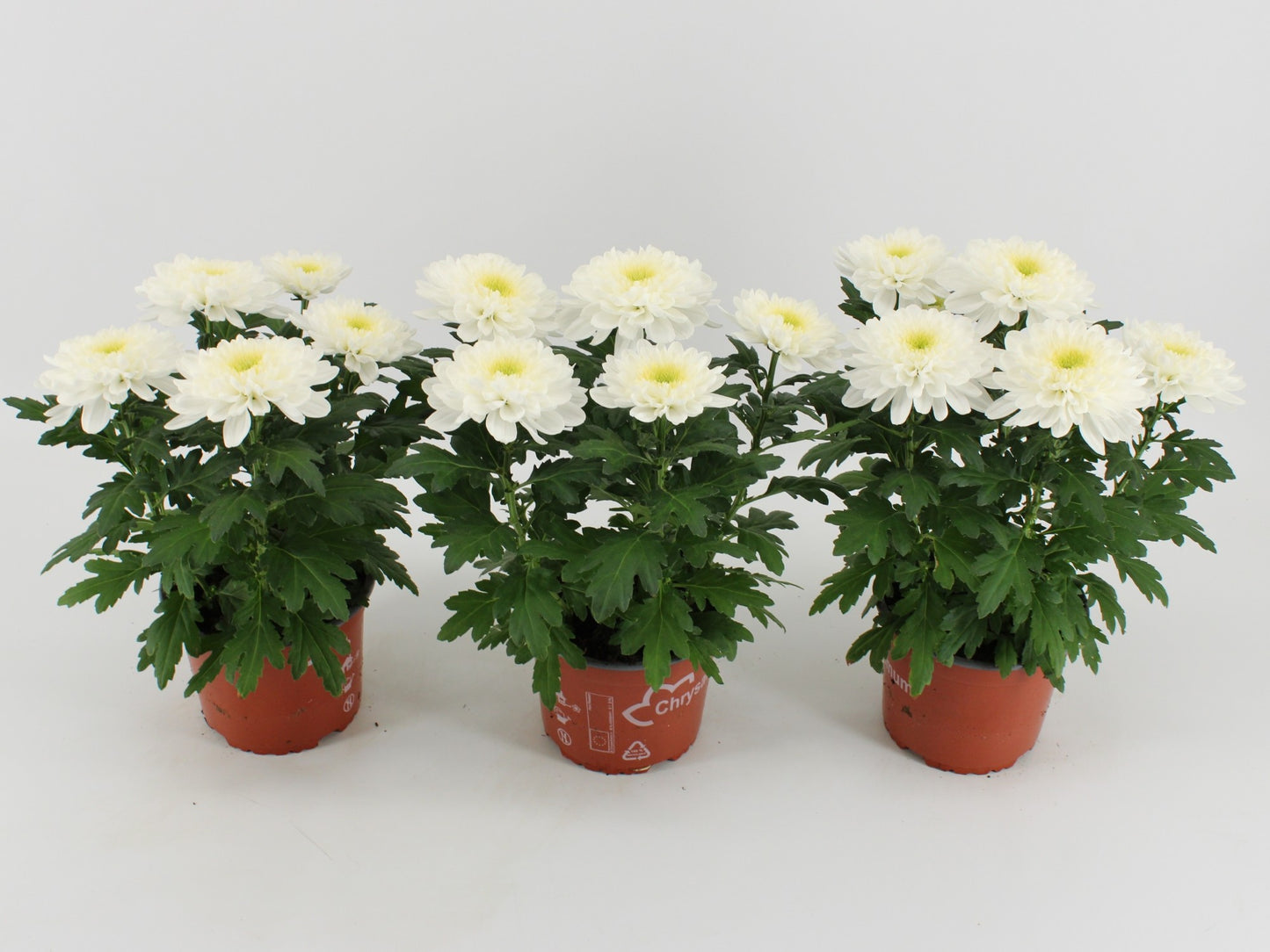 Chrysanthemum Zembla white 33cm 15cm Pot