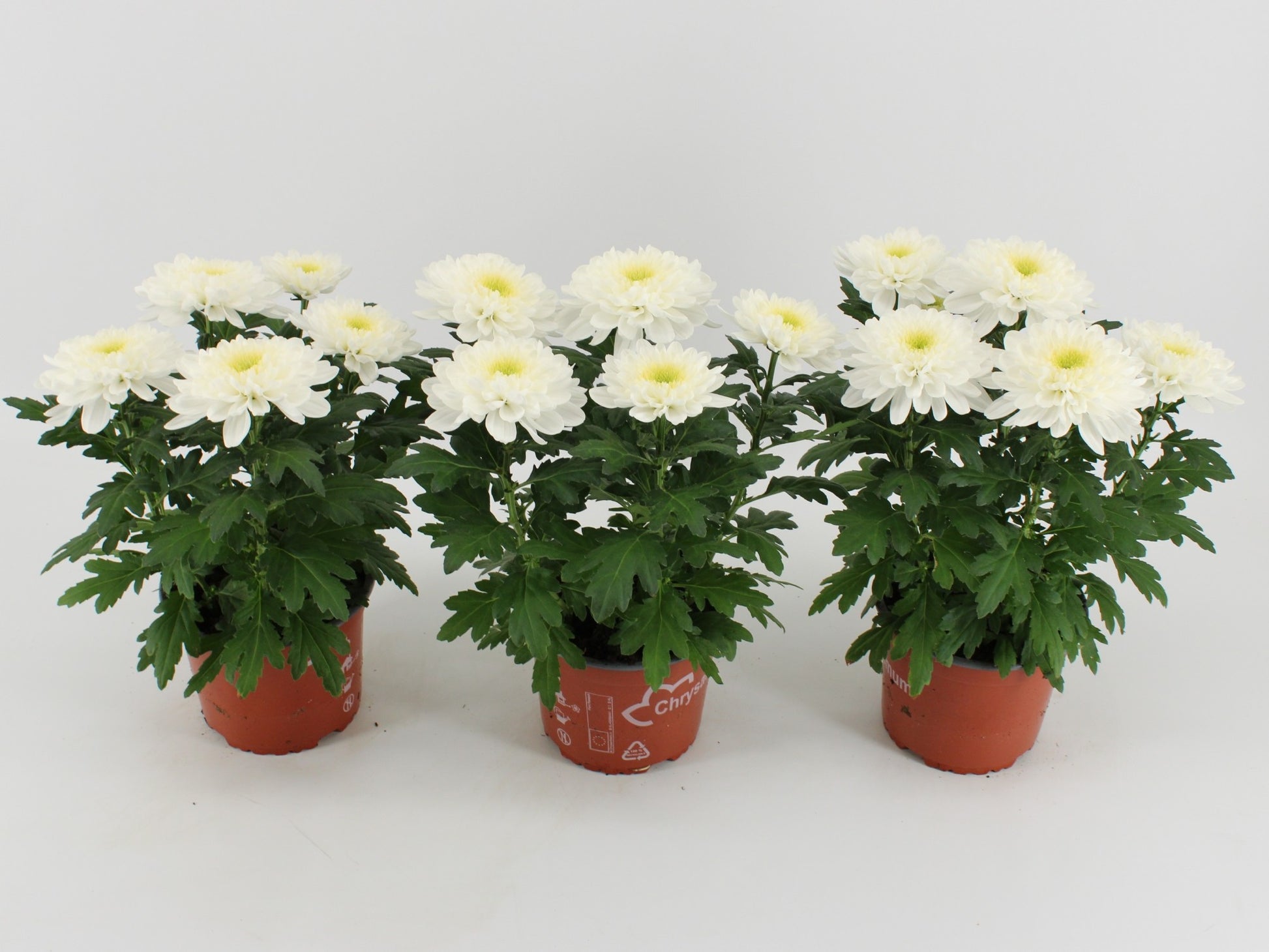 Chrysanthemum Zembla white 33cm 15cm Pot