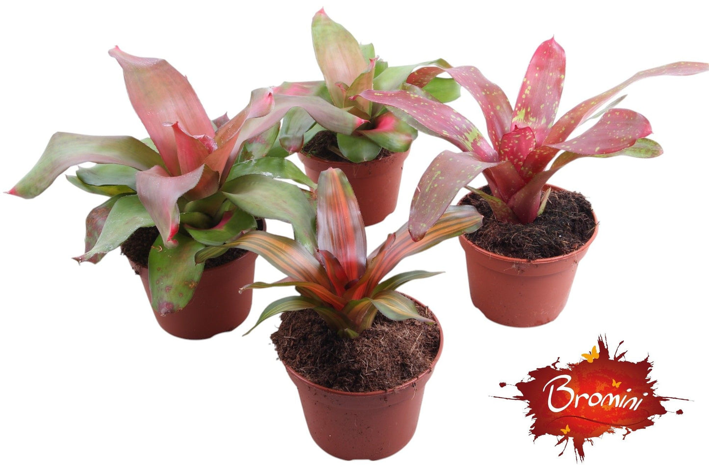 Neoregelia mix 45cm 15cm Pot