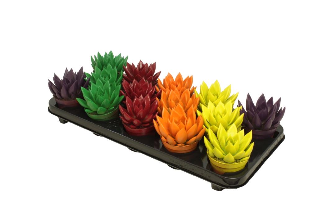 Echeveria colored autumn mix 11cm Special Pot (508)