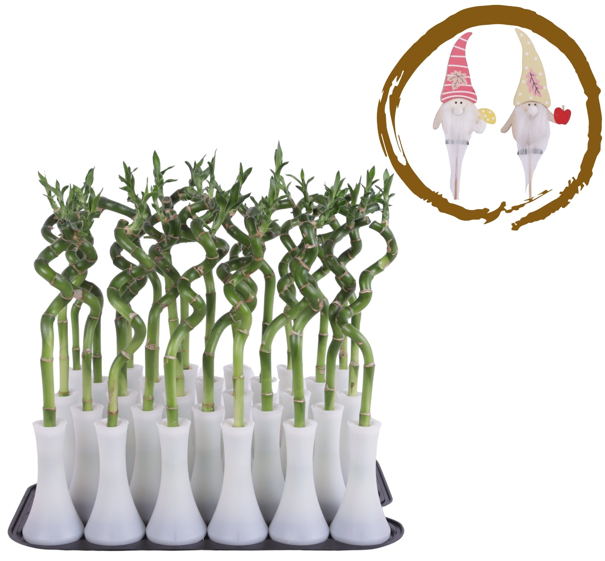 Drac. Lucky Bamboo 30cm 6cm Pot