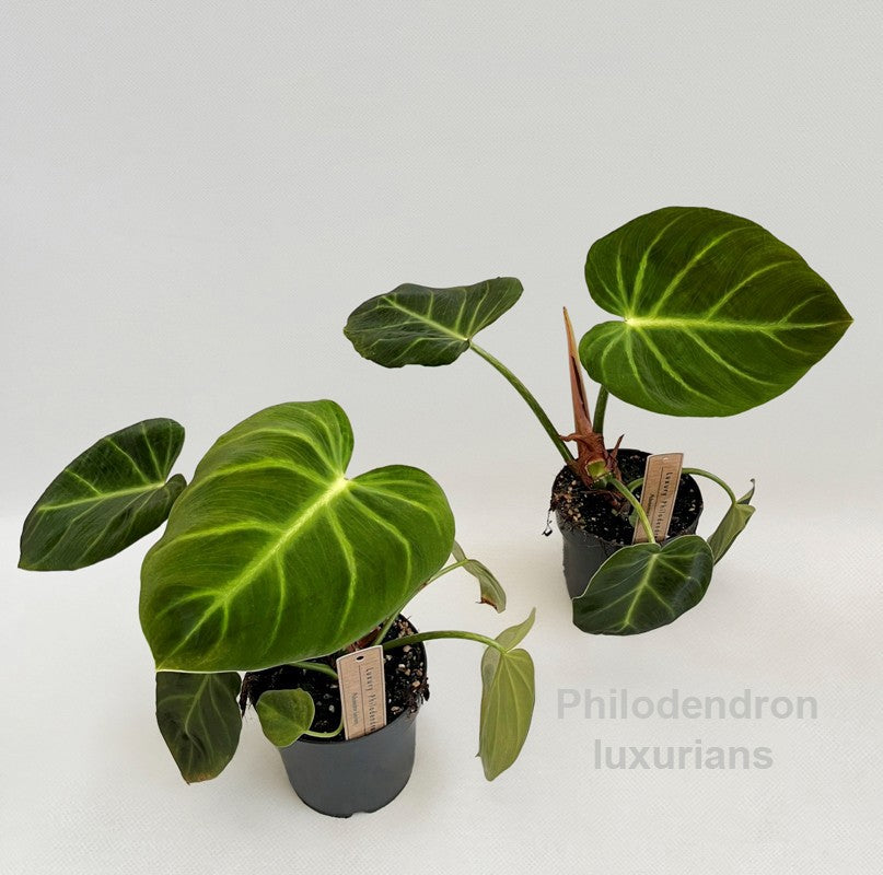 Philodendron scandens 35cm 14cm Pot