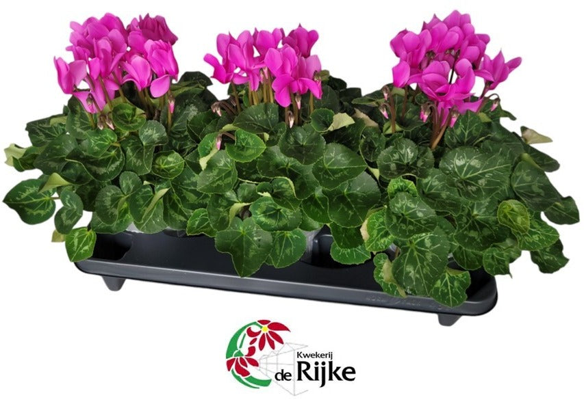 Rijke, Kwekerij de Cyclamen XL pink Pack of 3