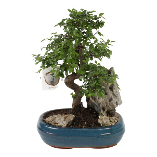 Bonsai mix 30cm 26cm Pot