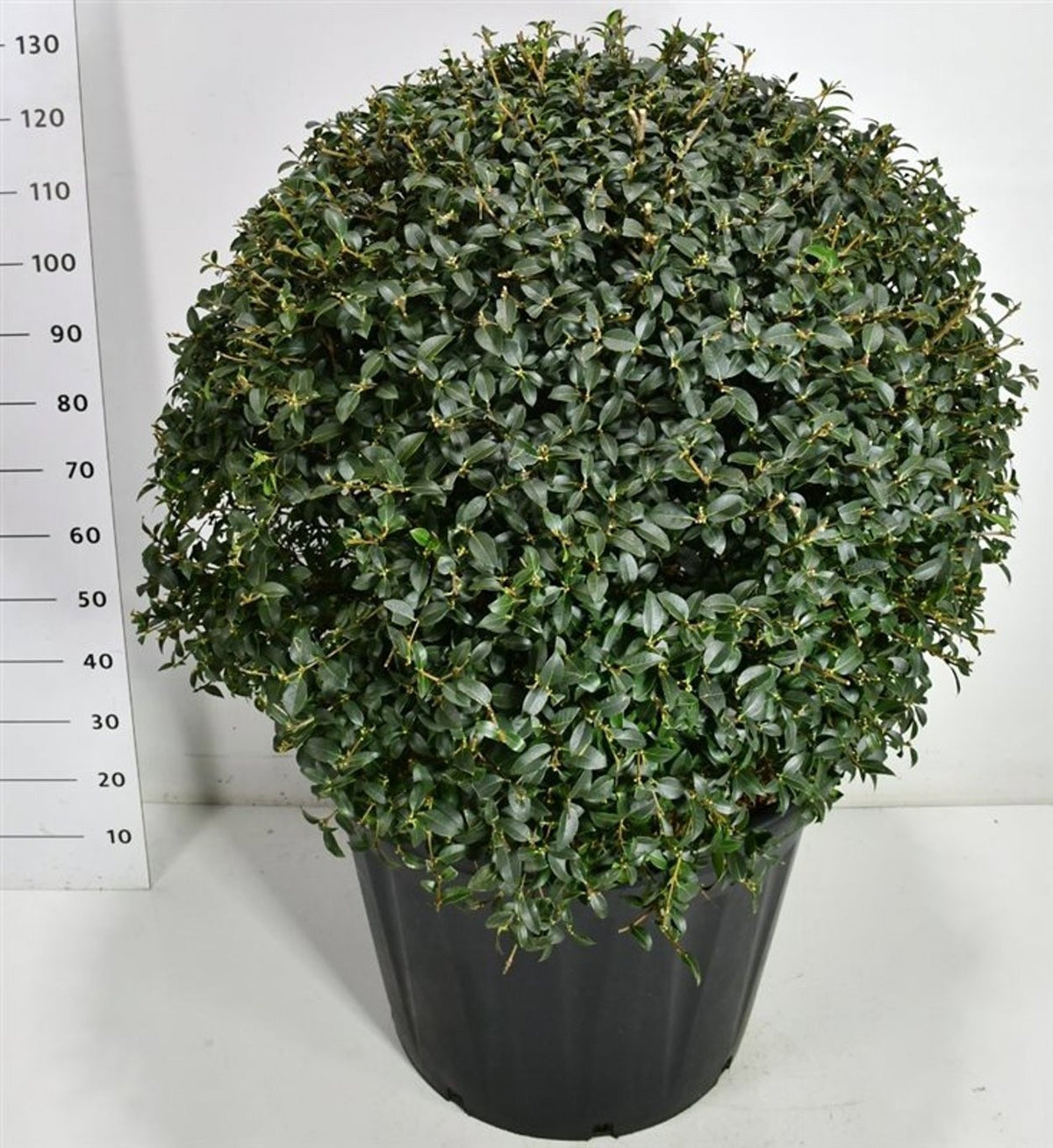 Osmanthus burkwoodii 145cm 65cm Pot