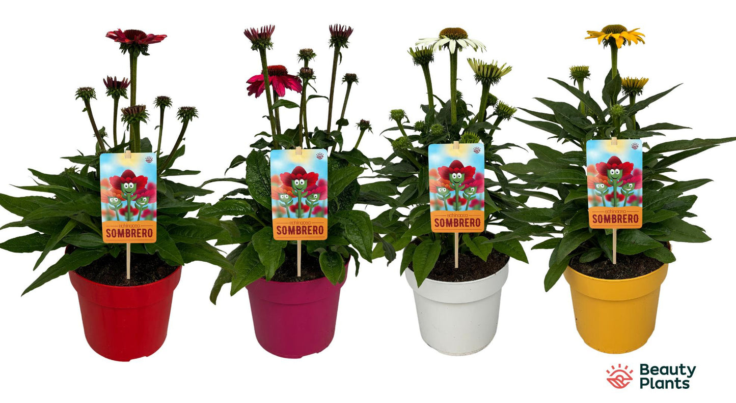 Echinacea Sombrero mix 50cm 17cm Pot