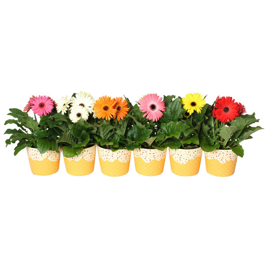 Gerbera mix 22cm 12cm Pot