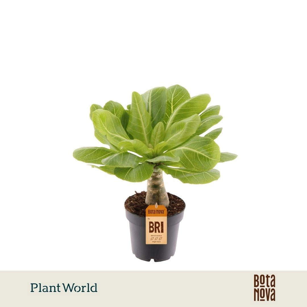 Brighamia Hawaiian Palm 35cm 12cm Pot