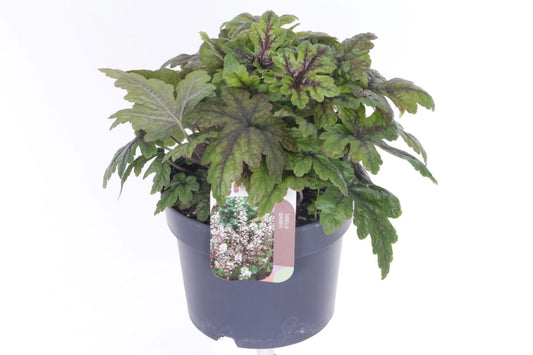 Tiarella cordifolia 30cm 17cm Pot