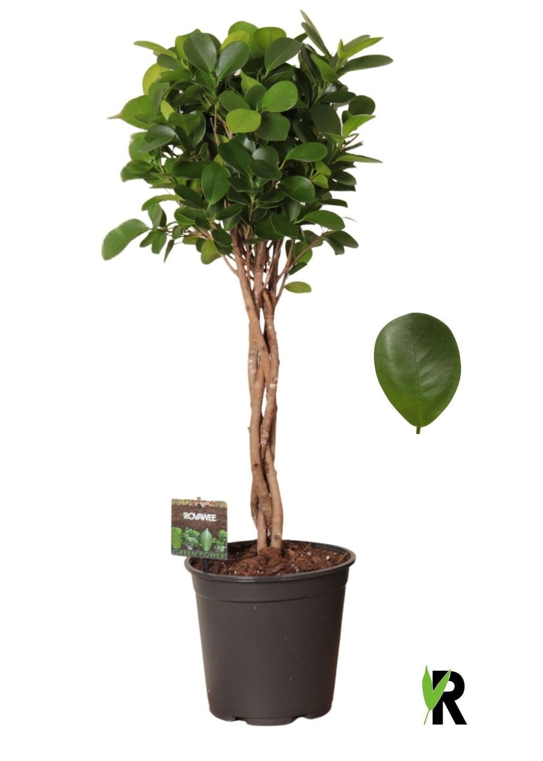 Ficus micr. Moclame 90cm 21cm Pot