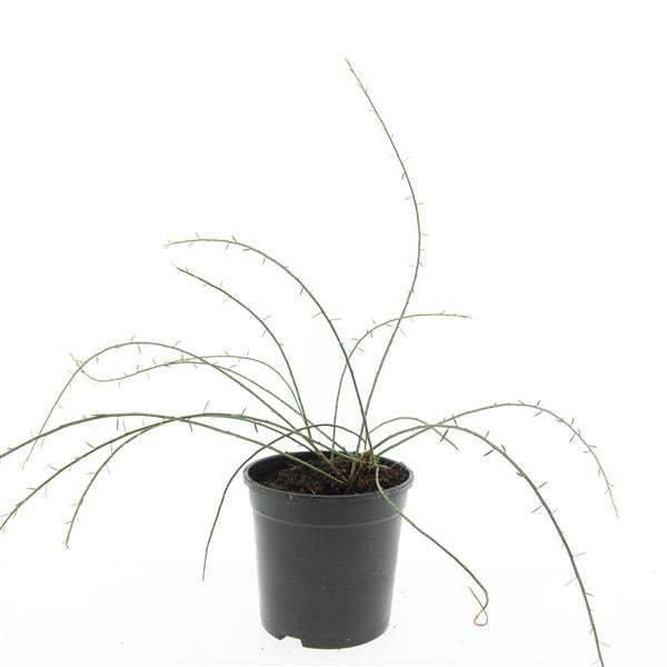 Genista Lydia 10cm 14cm Pot