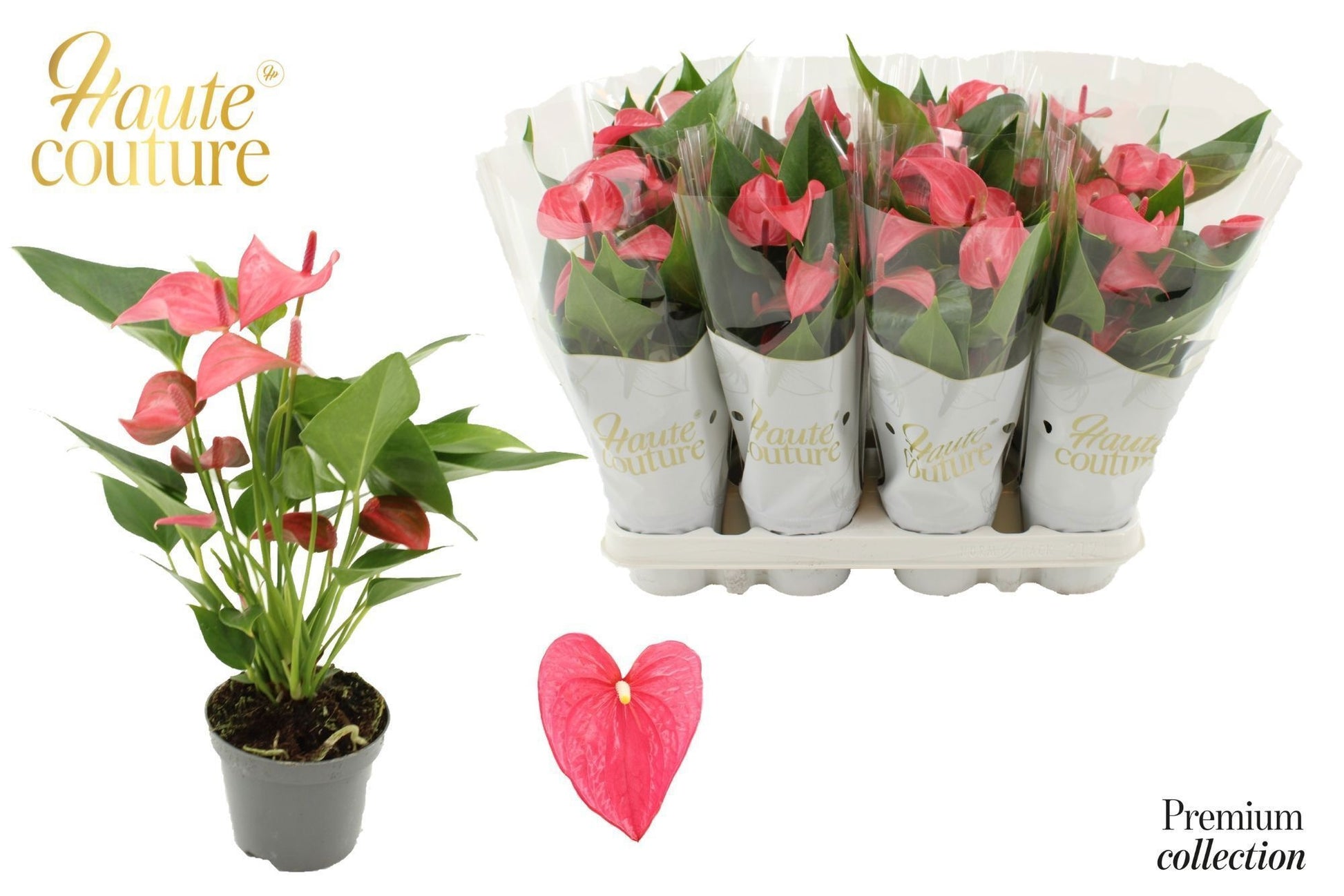 Anthurium Romantico 29cm 9cm Pot