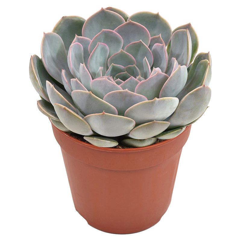 Echeveria Grande Cinza 15cm 12cm Pot
