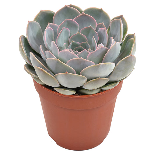 Echeveria Grande Cinza 15cm 12cm Pot