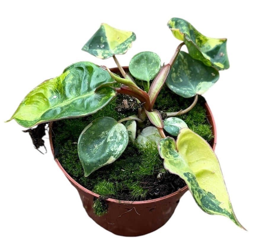 Philodendron scandens 15cm 8cm Pot