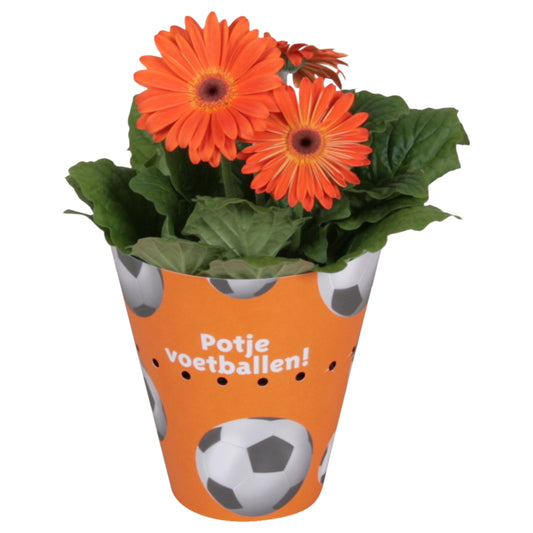 Gerbera mix 20cm 12cm Pot