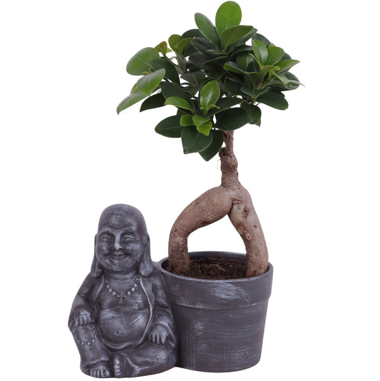 Ficus Ginseng 30cm 19cm Pot
