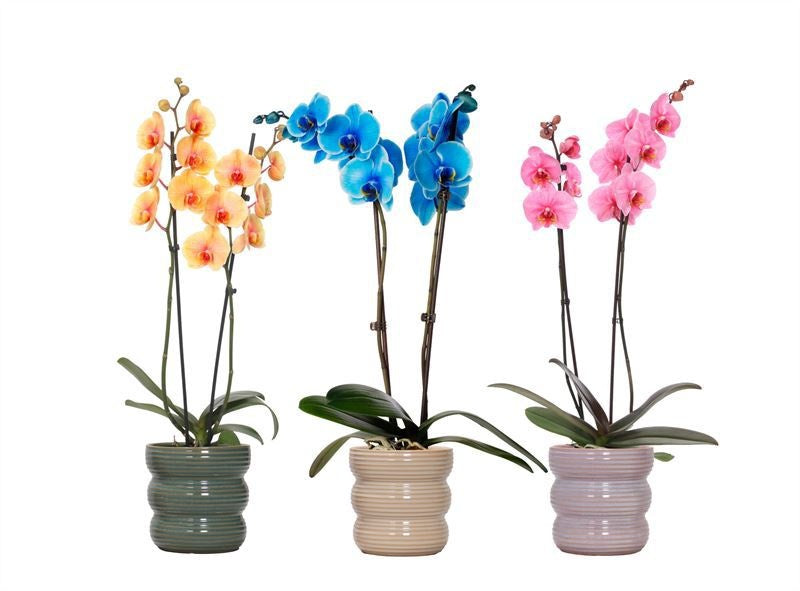Phalaenopsis Hybrid 55cm 12cm Pot