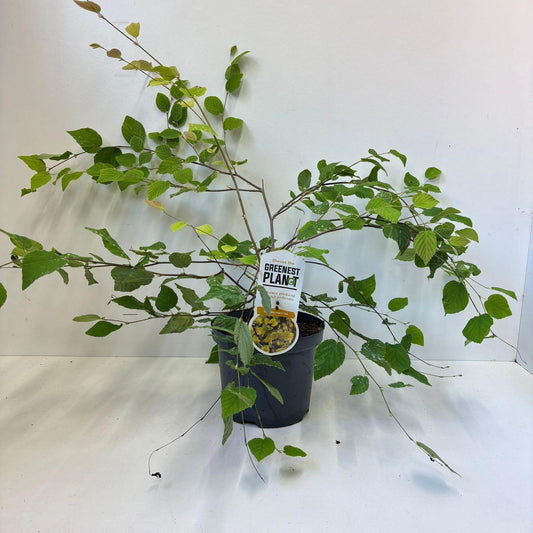 Corylopsis pauciflora 55cm 19cm Pot