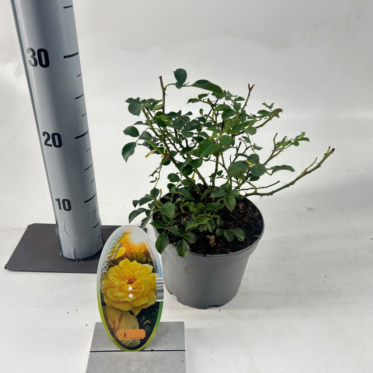 Rosa Hybrid 25cm 15cm Pot