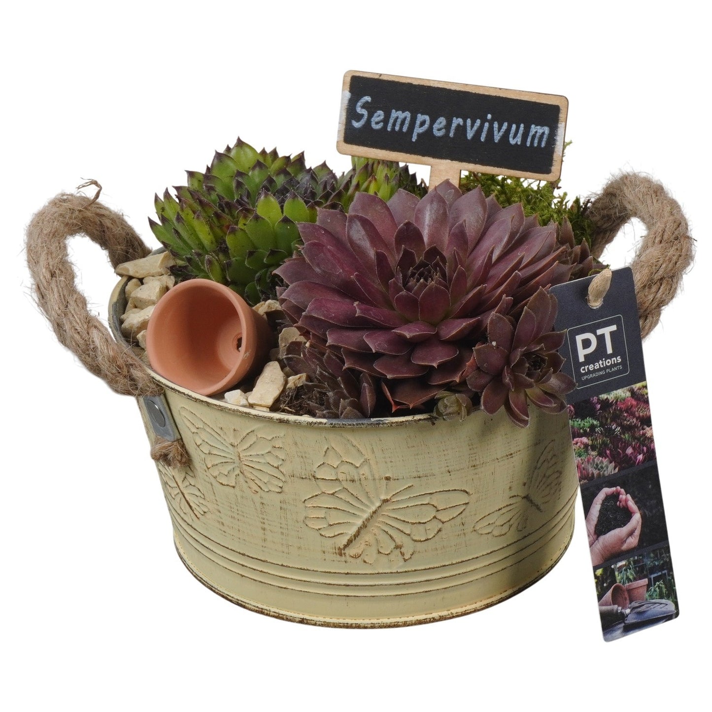 arr. Sempervivum 15cm 16cm Pot