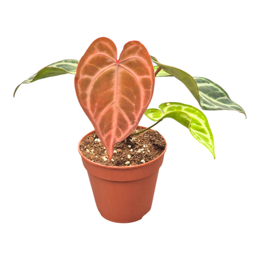 Anthurium andraeanum 20cm 12cm Pot