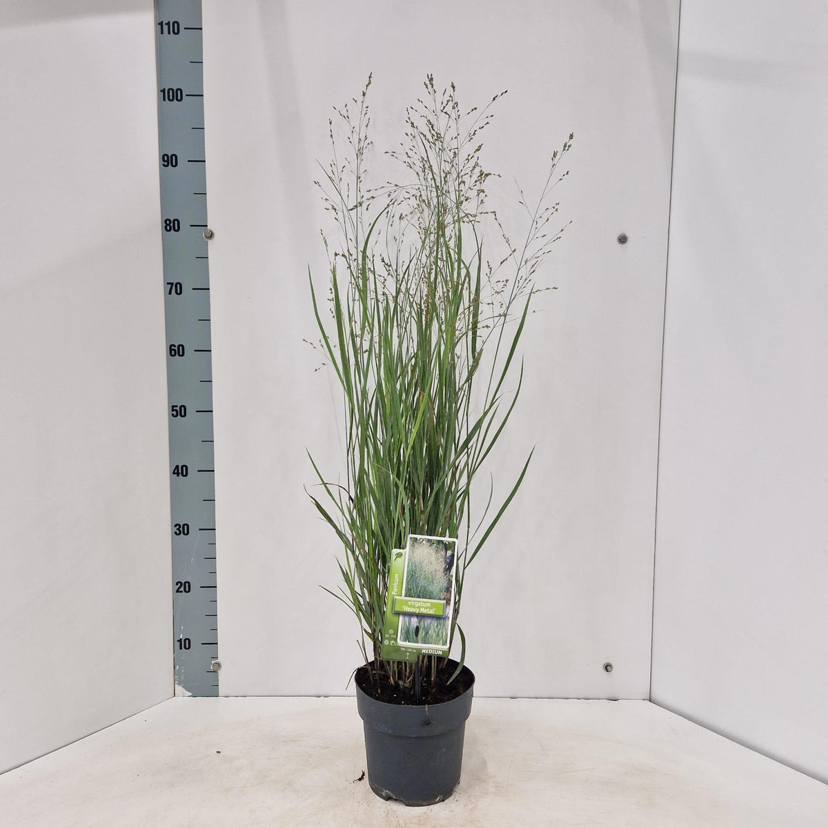 Panicum Heavy Metal 55cm 17cm Pot
