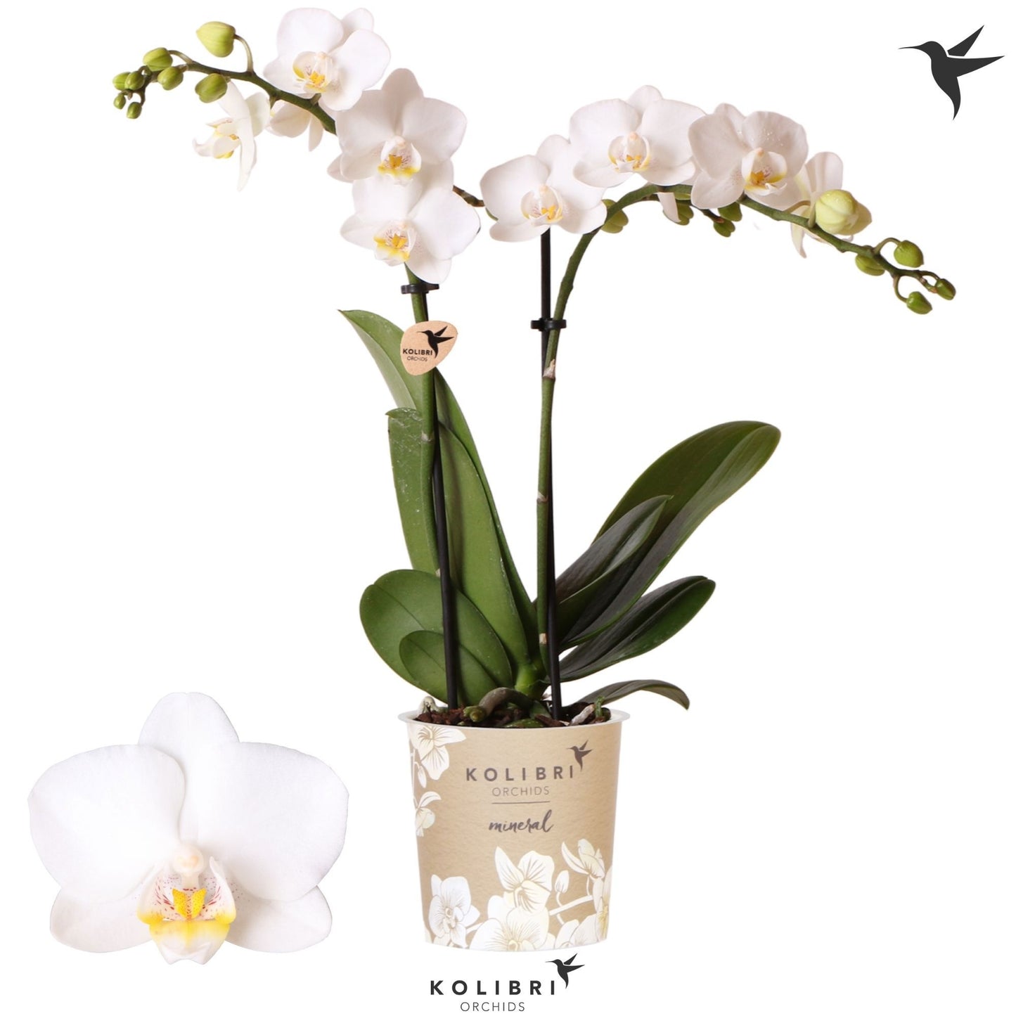 OK Plant Phalaenopsis mf. Finland Pack of 12