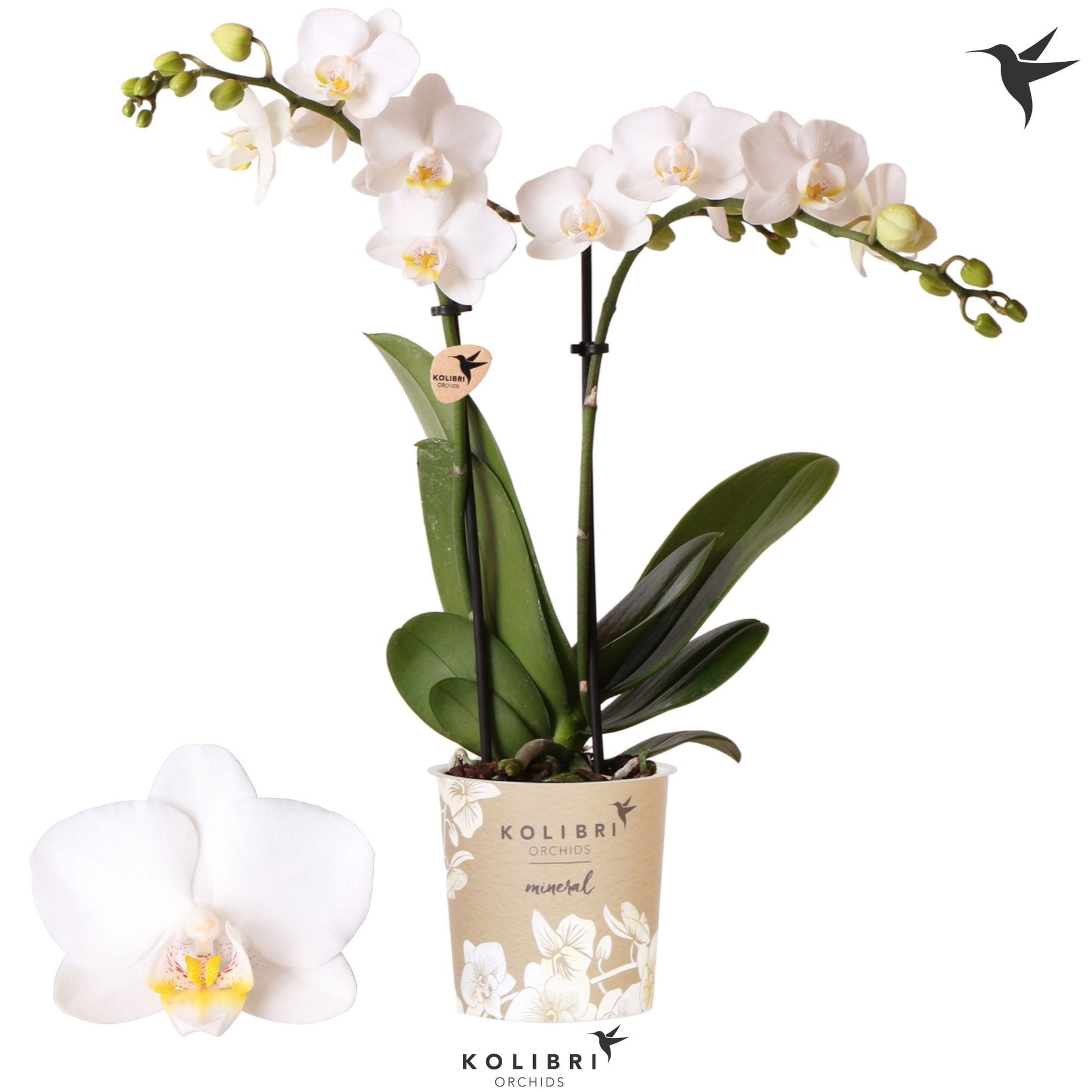 OK Plant Phalaenopsis mf. Finland Pack of 12