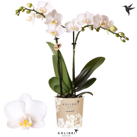 Phalaenopsis mf. Snowflake 40cm 9cm Pot