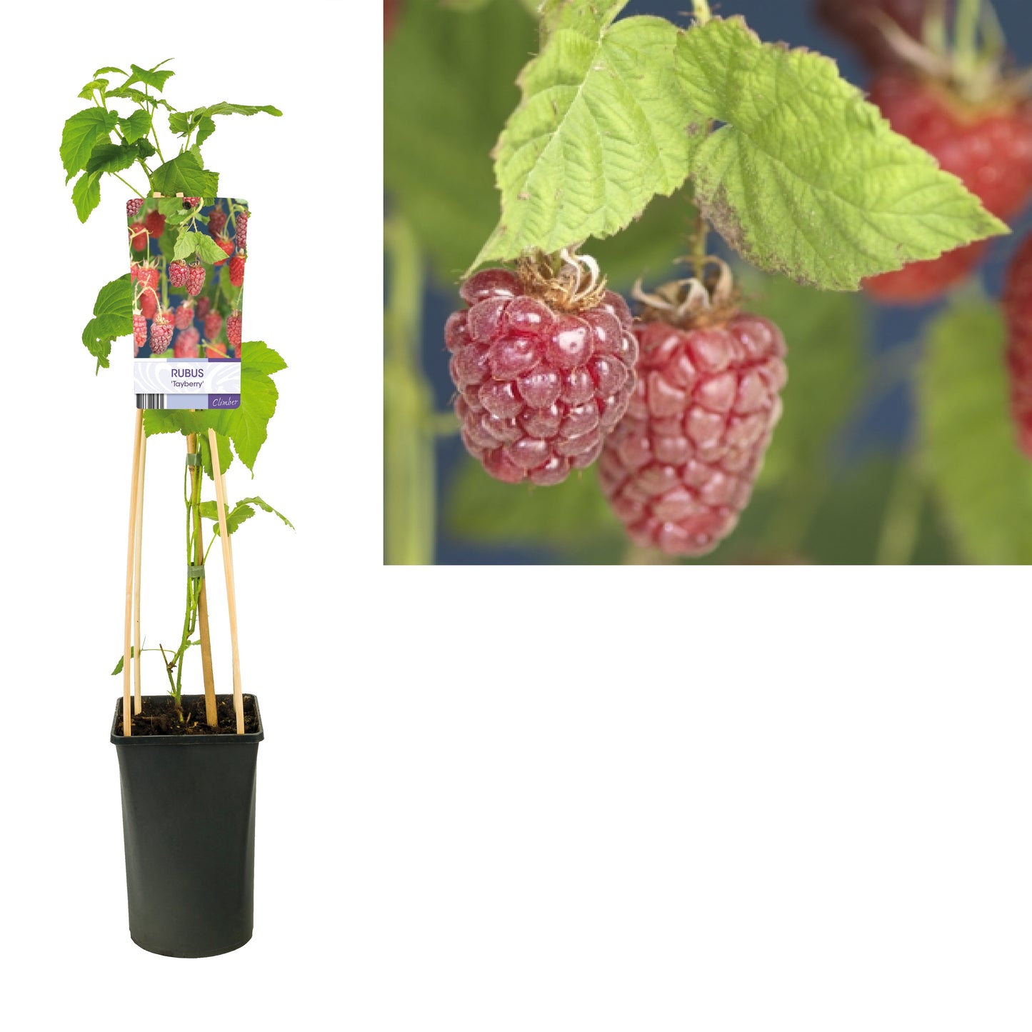 Rubus Tayberry (Raspberry x Blackberry hybrid) 75cm 17cm Pot
