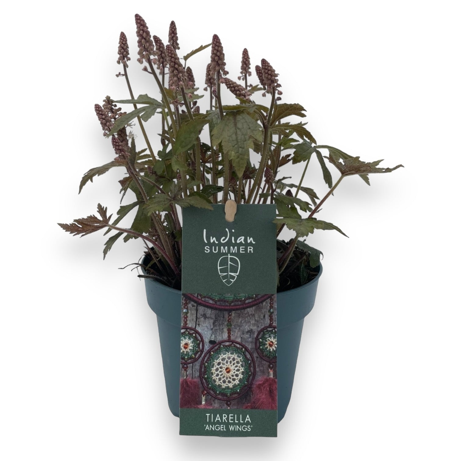 Tiarella cordifolia 40cm 12cm Pot