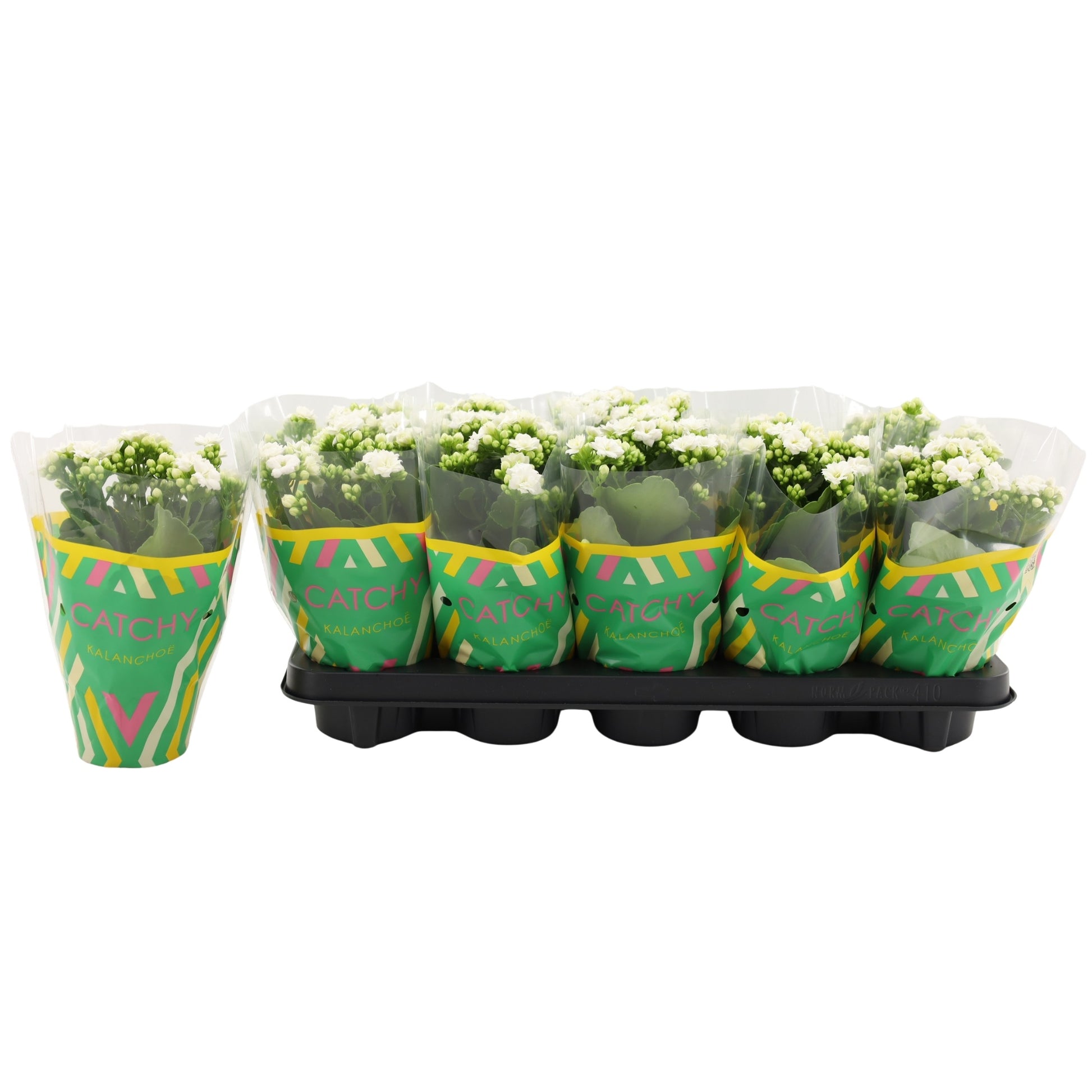 Kalanchoe Catchy Season White 23cm 510cm Pot