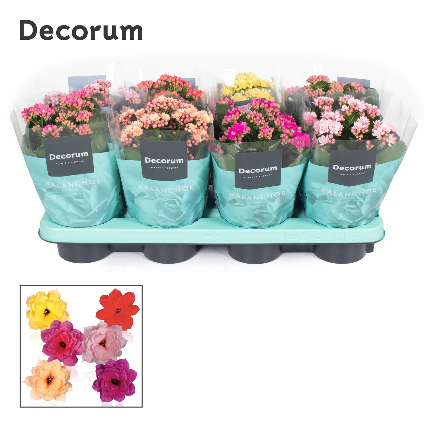 Kalanchoe Serenity mix 24cm 12cm Pot