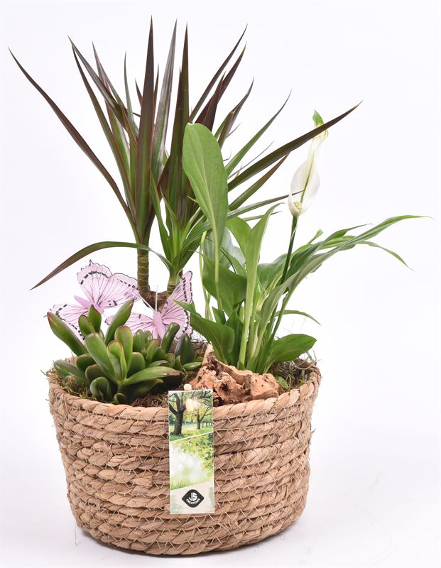 Indoor arrangement 19cm Pot