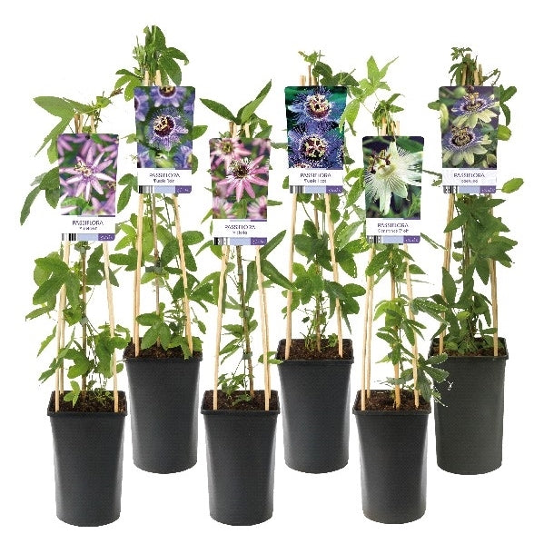 Passiflora 75cm 17cm Pot