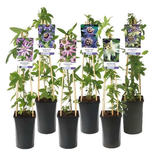 Passiflora 75cm 17cm Pot