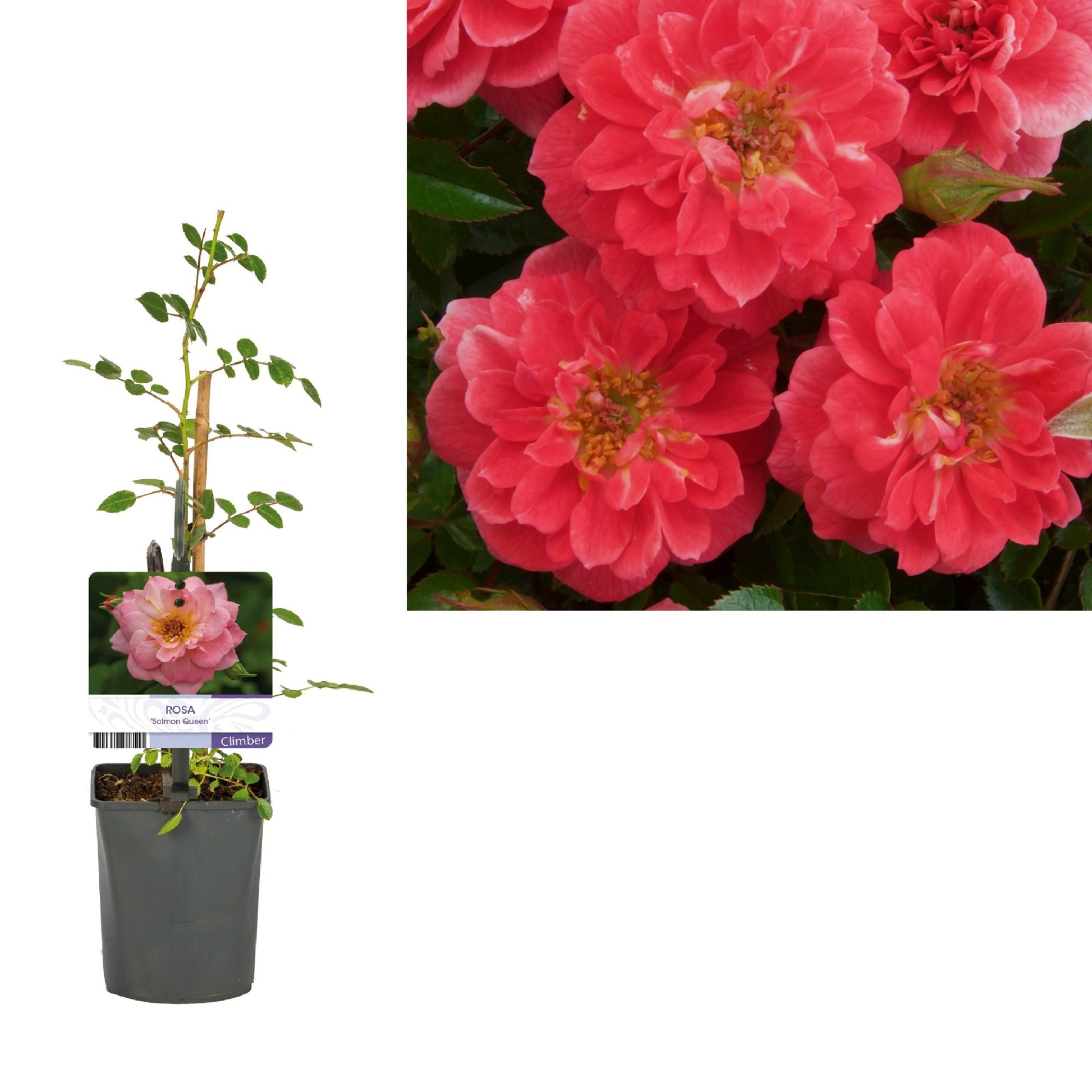 Rosa Hybrid 40cm 11cm Pot