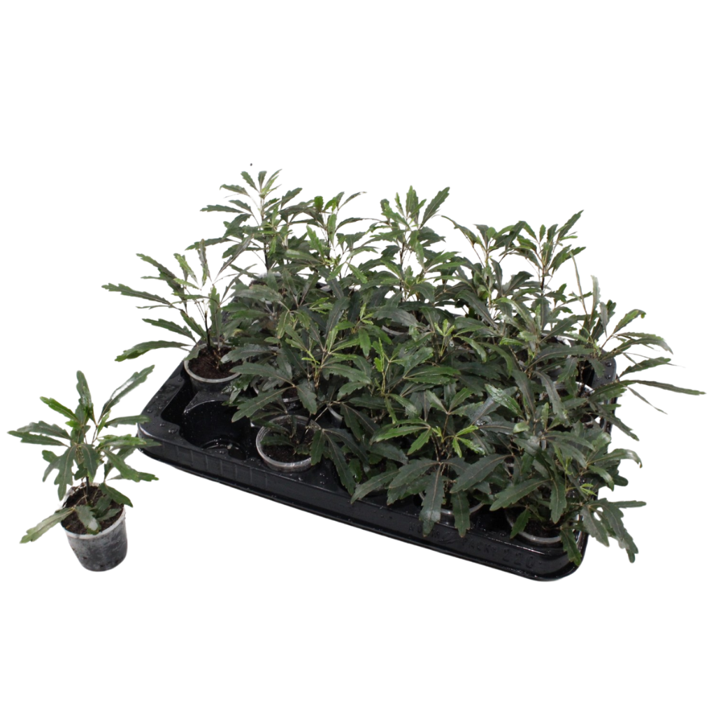 Schefflera elegantissima Castor 12cm 6cm Pot