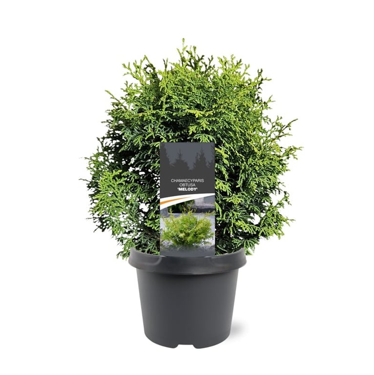 Chamaecyparis obtusa 30cm 19cm Pot