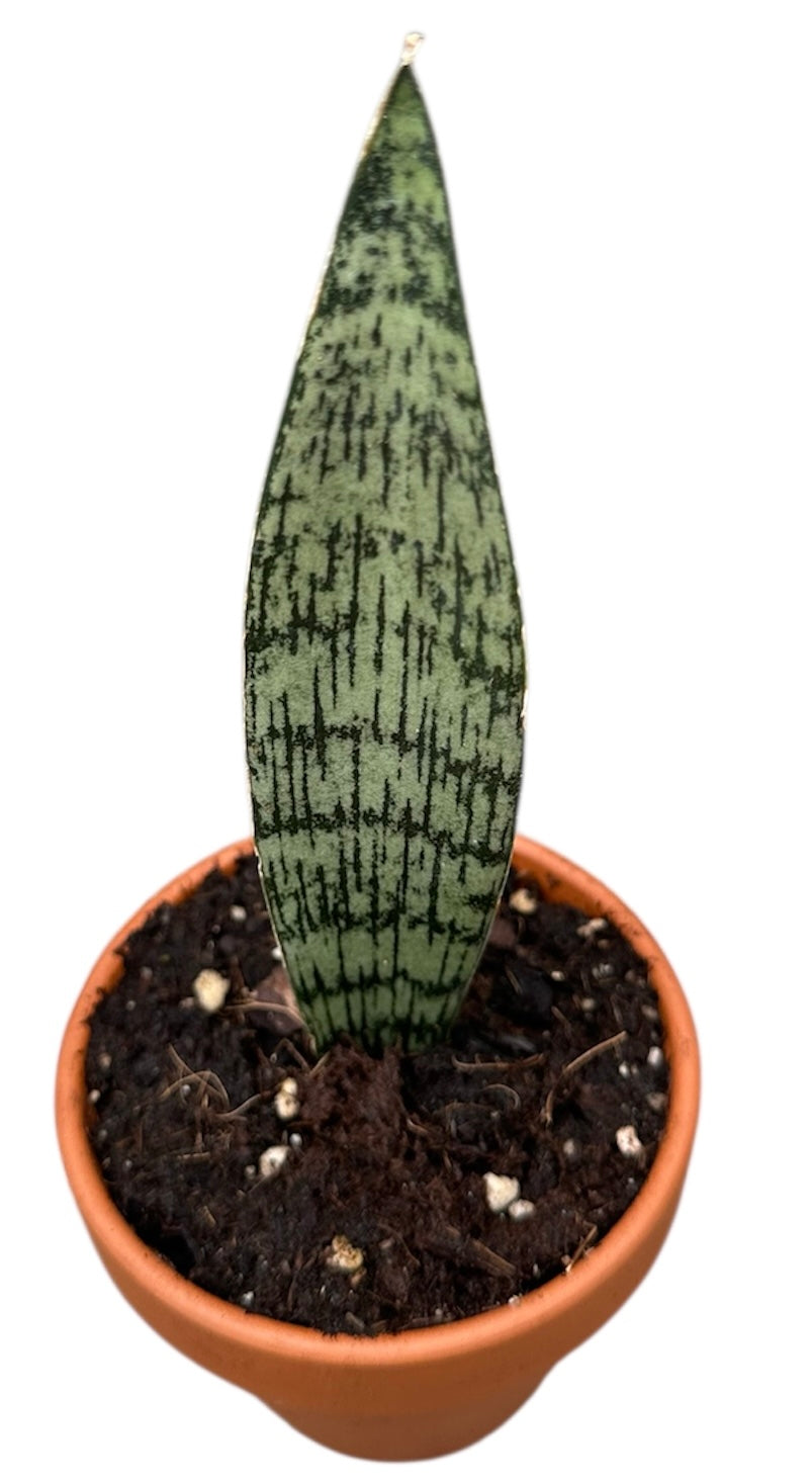 Sansevieria 15cm 8cm Pot