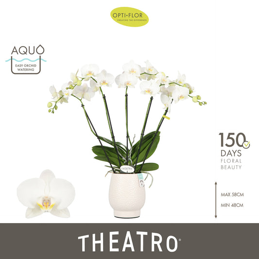 Phalaenopsis white 60cm 12cm Pot
