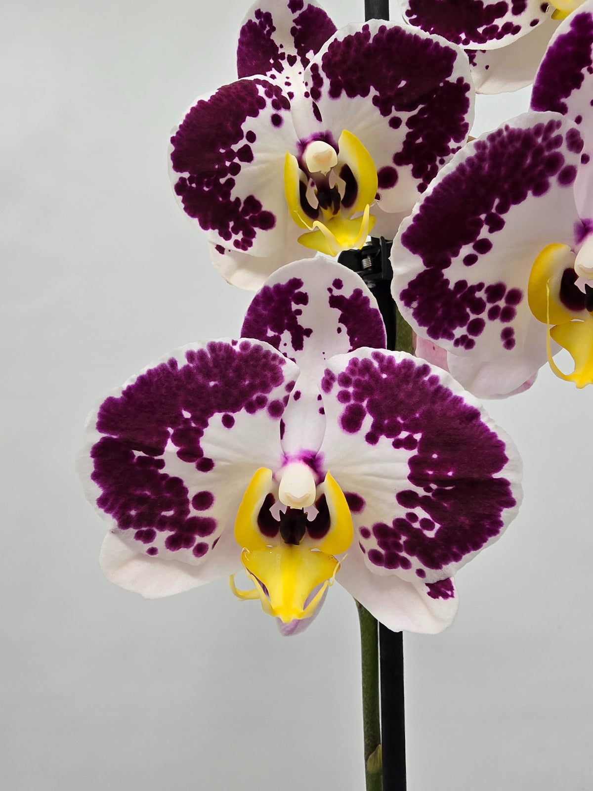 Phalaenopsis Hybrid 70cm 12cm Pot
