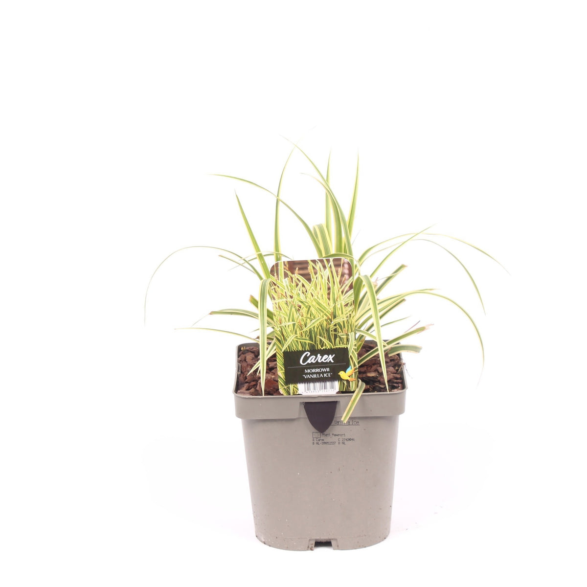 Carex morrowii 35cm 17cm Pot