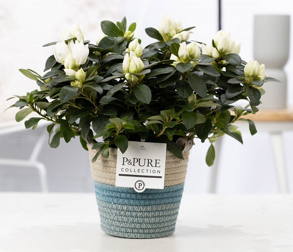 Rhododendron Vogel white 25cm 12cm Pot