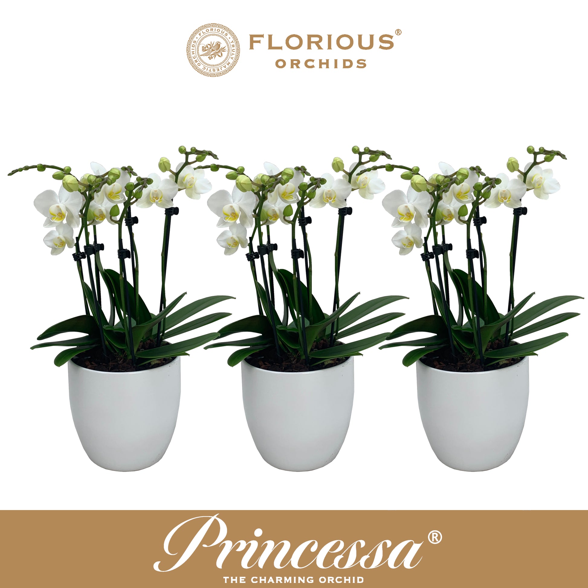 Phalaenopsis white 50cm 9cm Pot