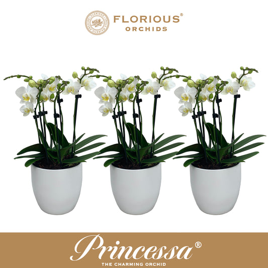 Phalaenopsis white 50cm 9cm Pot